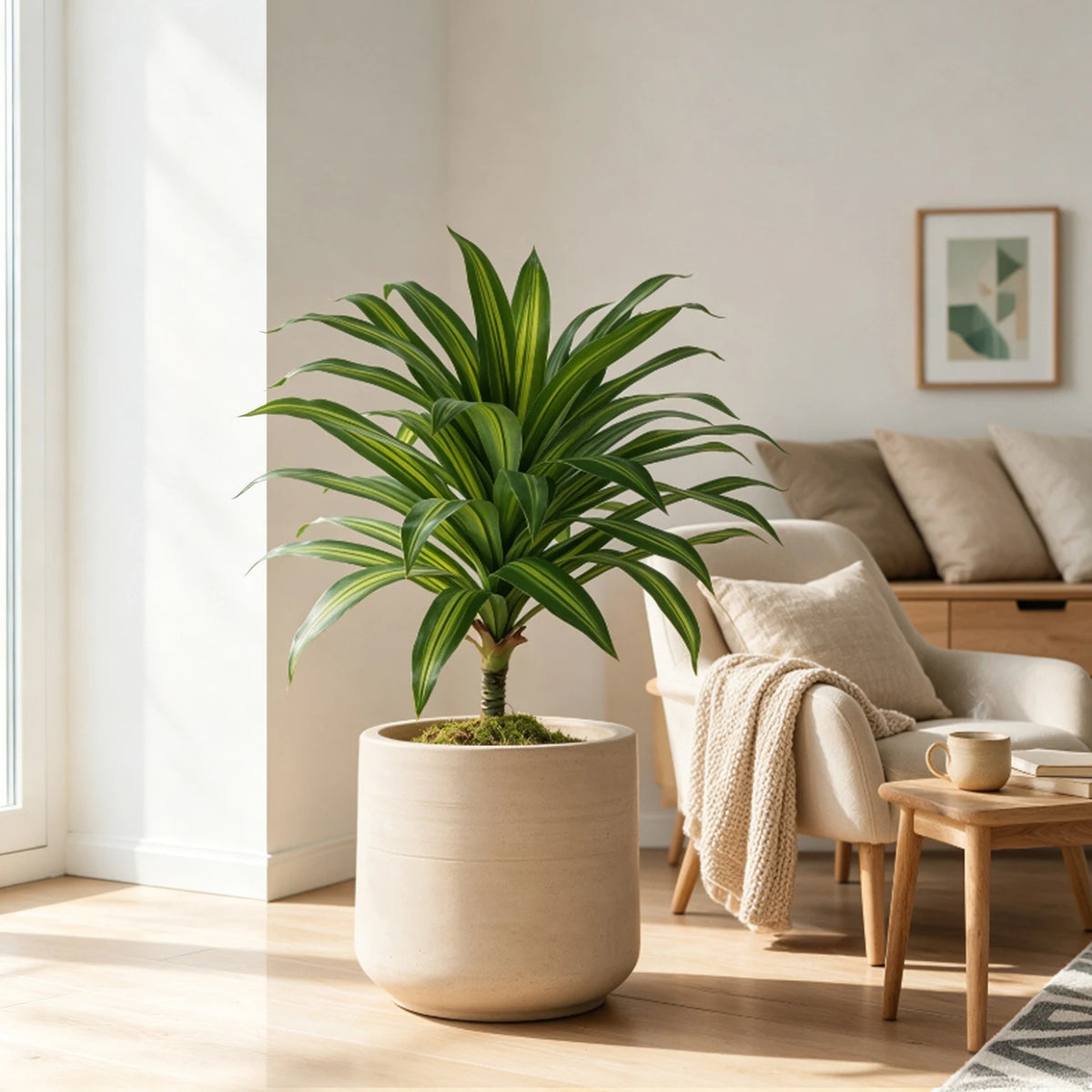 Fiddle Fig Tree in Black Pot