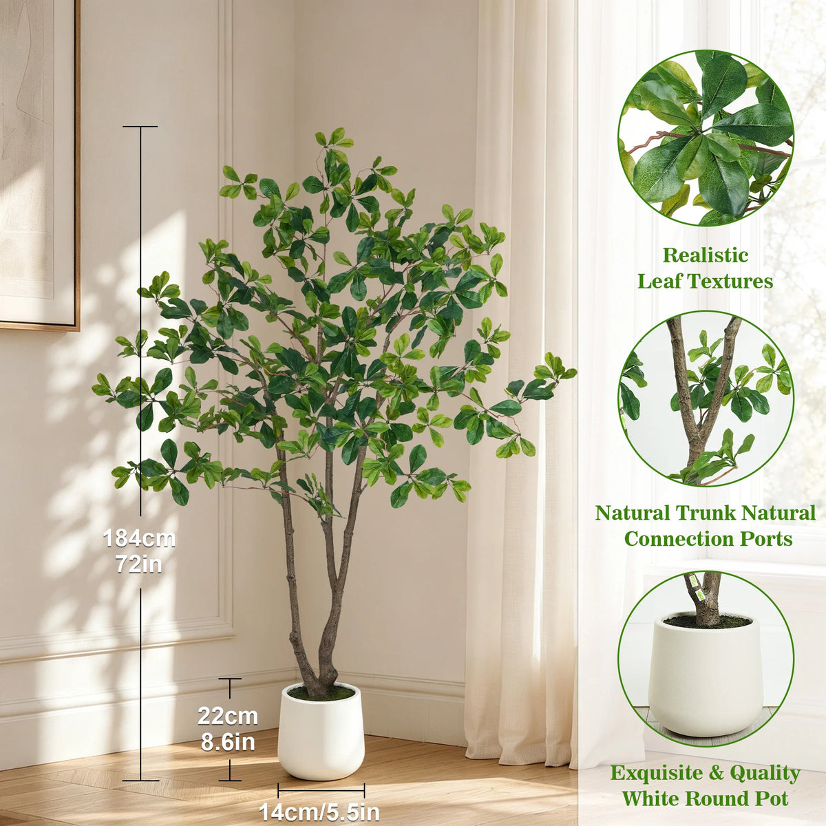 Black Olive Tree in White Pot