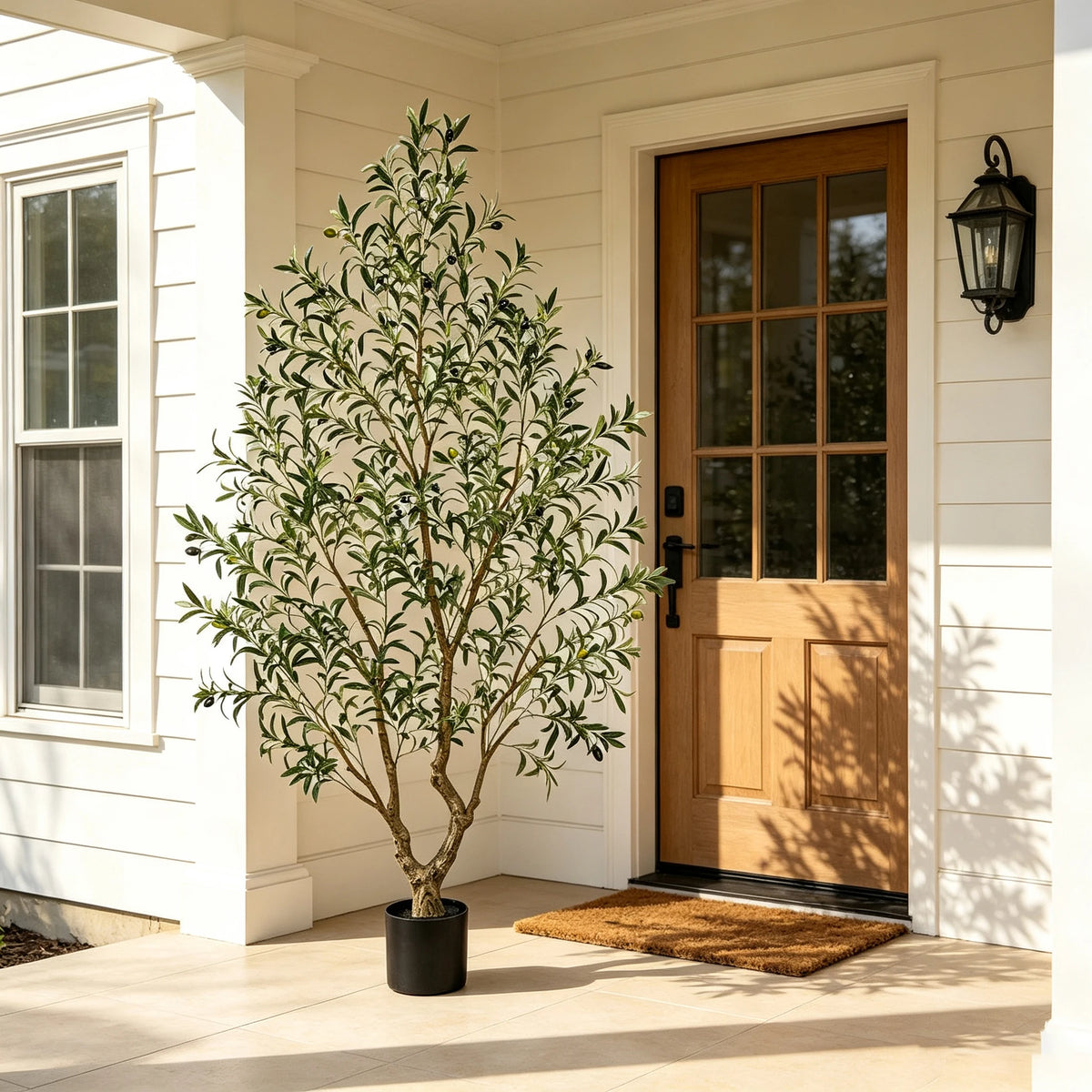 Olive Tree in Black Pot