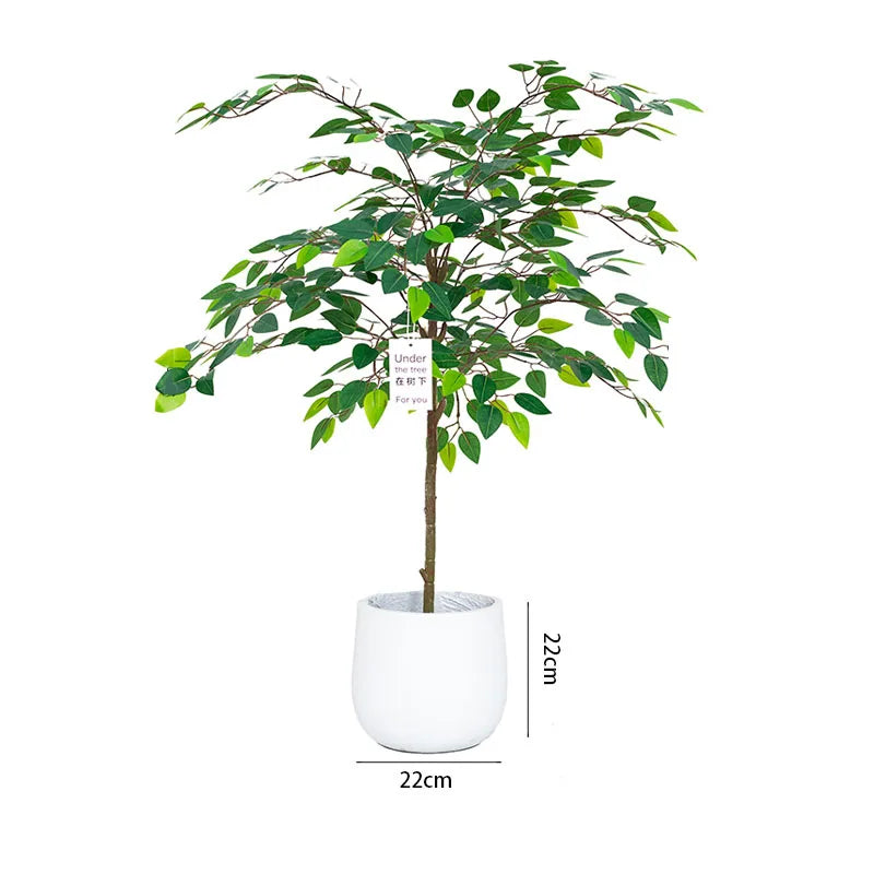 Banyan Ficus Tree 70in