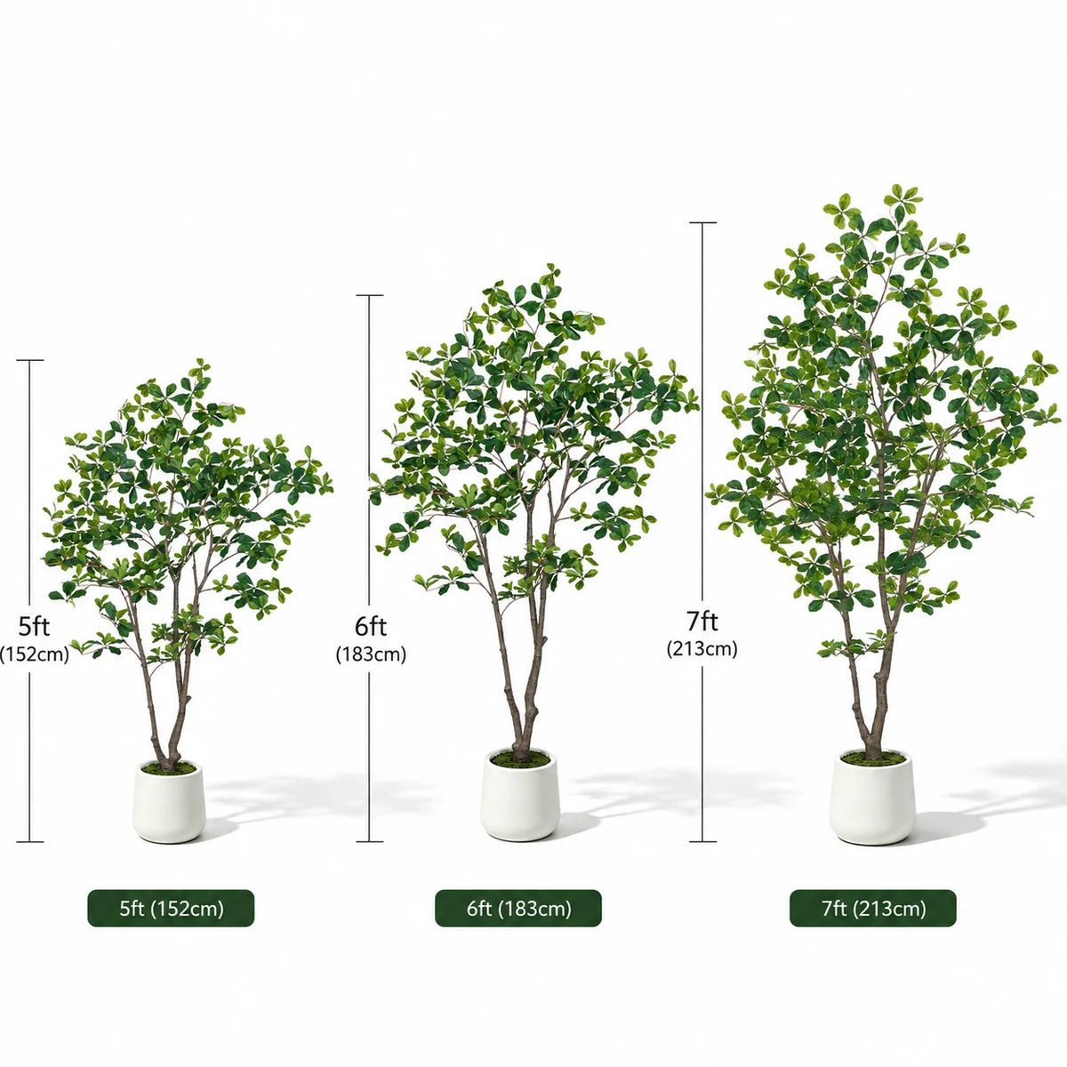 Black Olive Tree in White Pot