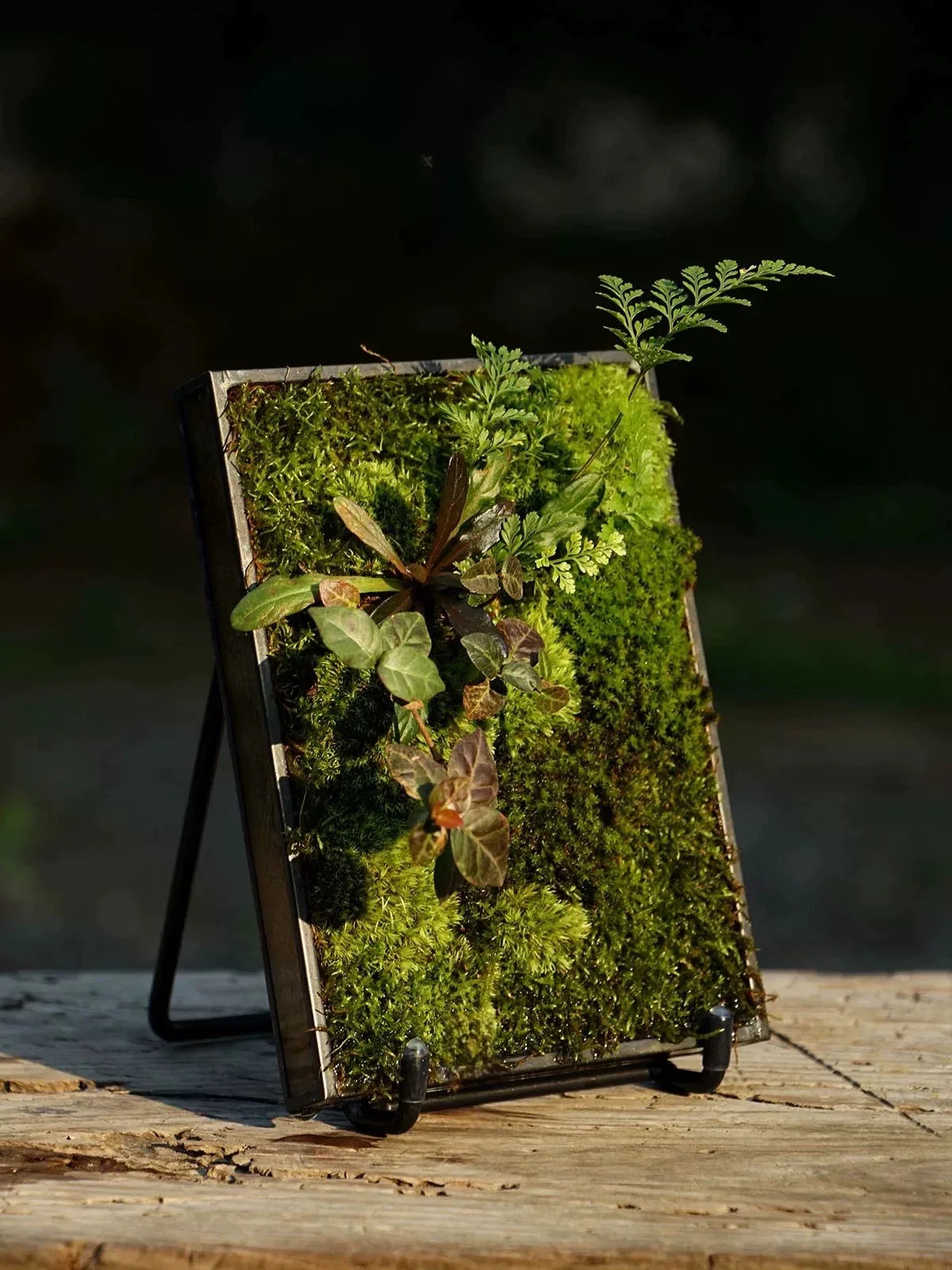 Moss Fern Glass Terrarium