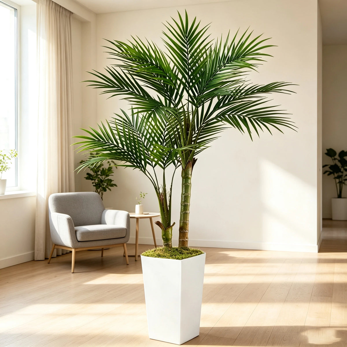 Areca Palm in White Planter