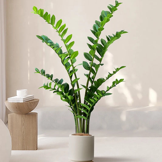 Fake Ficus Tree Artificial Money