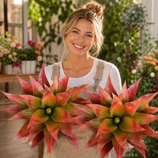 Agave Plant Set