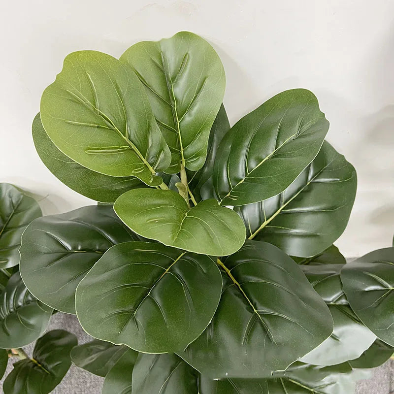 Large Banyan Ficus Tree