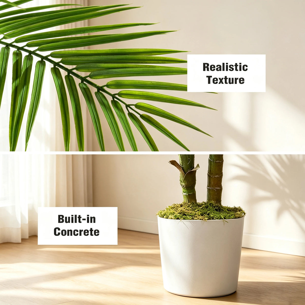 Areca Palm in White Planter