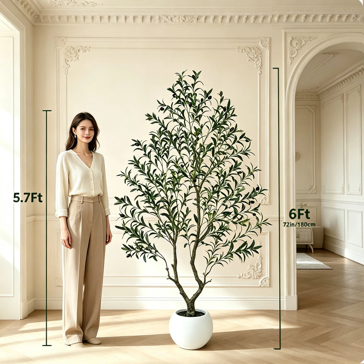 Olive Tree in Planter