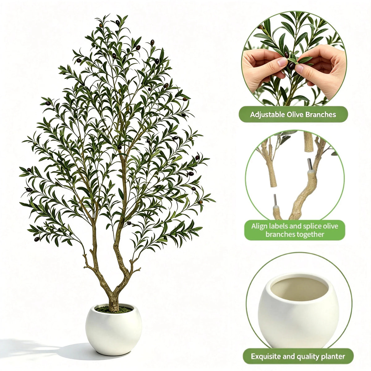 Olive Tree in Planter
