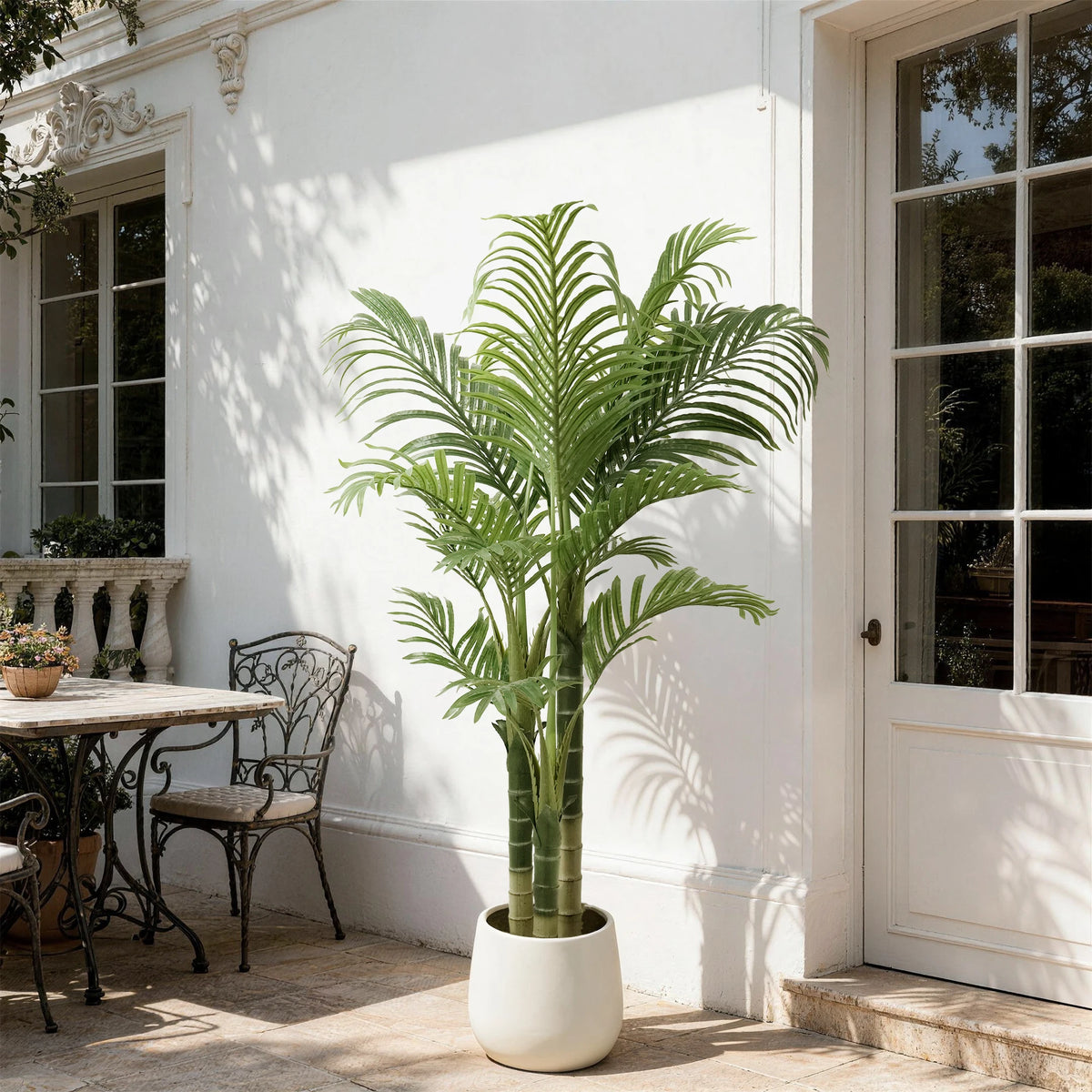 Triple Trunk Areca Palm