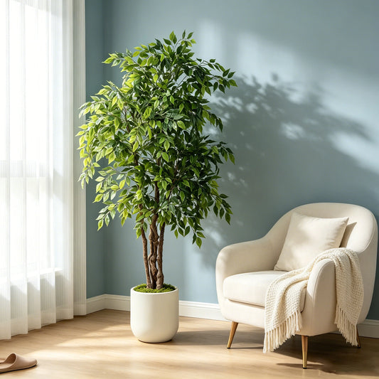 Ficus Tree in White Planter