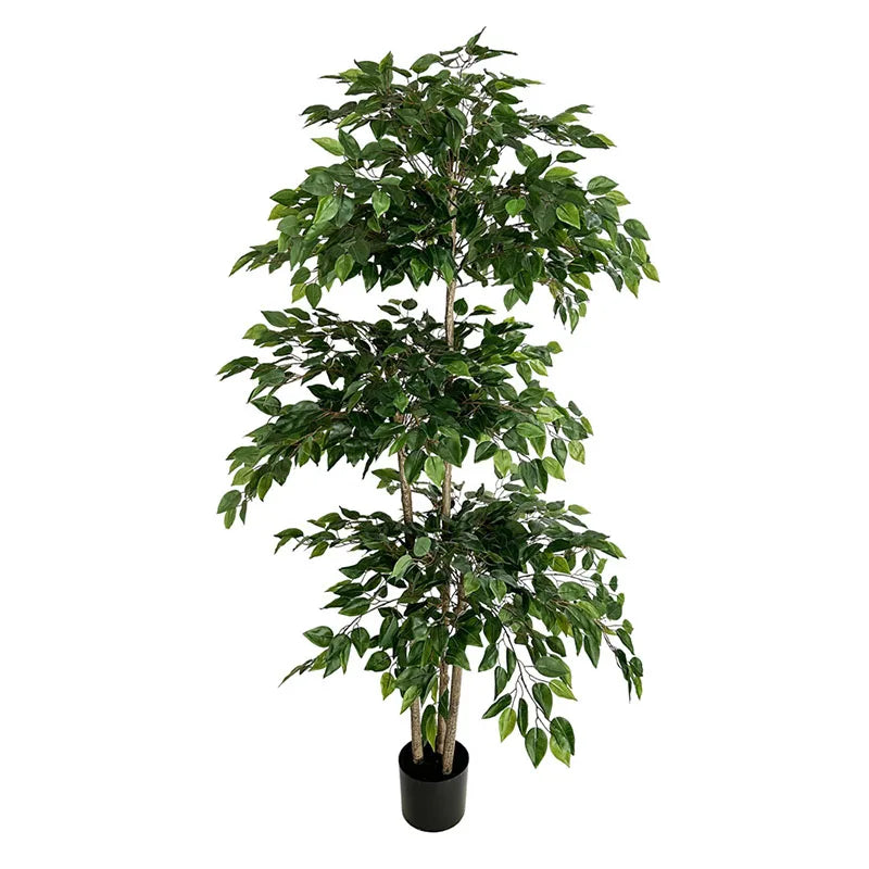 Banyan Ficus Tree 70in