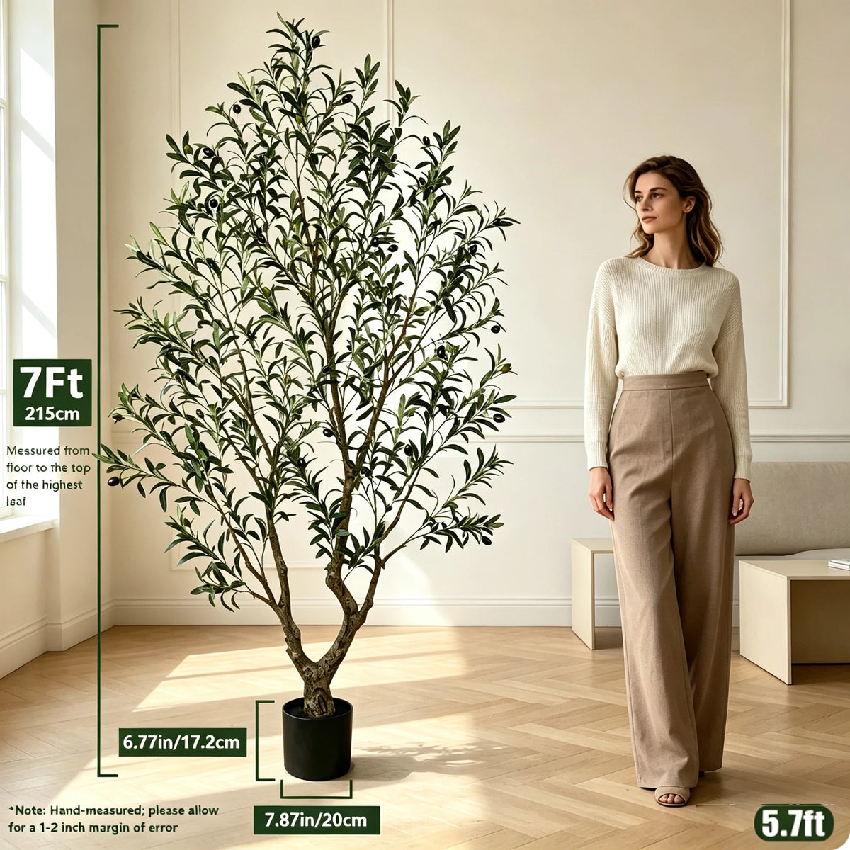 Olive Tree in Black Pot