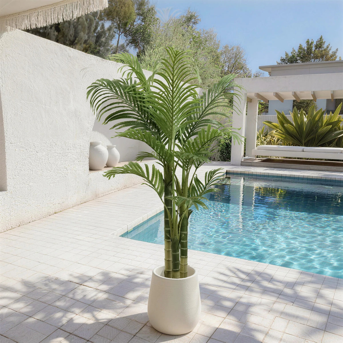 Triple Trunk Areca Palm