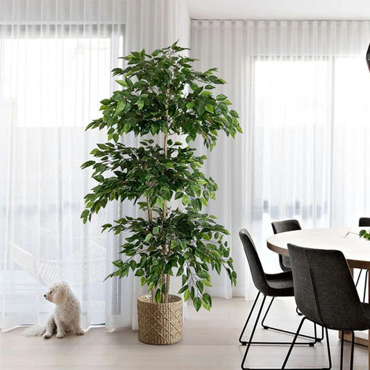 Banyan Ficus Tree 70in