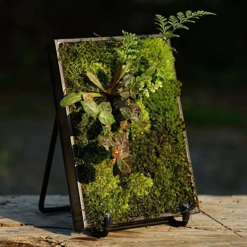 Moss Fern Glass Terrarium