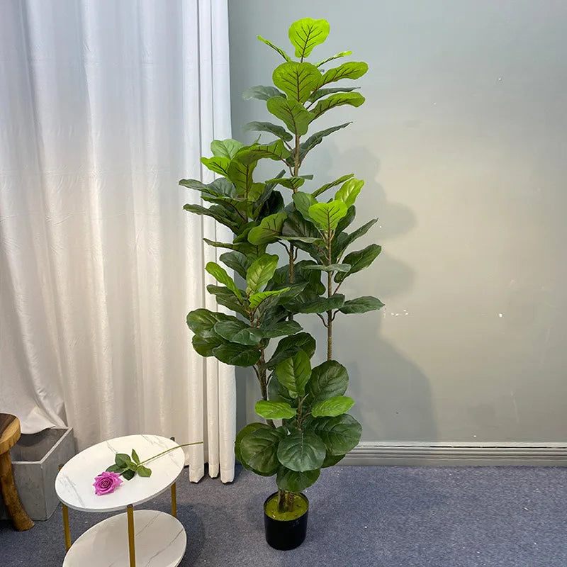 Large Banyan Ficus Tree