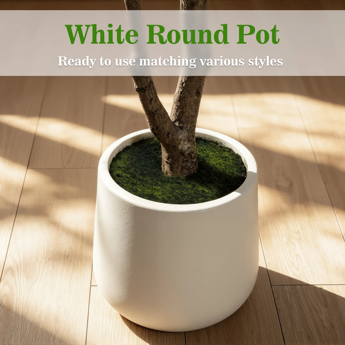 Black Olive Tree in White Pot