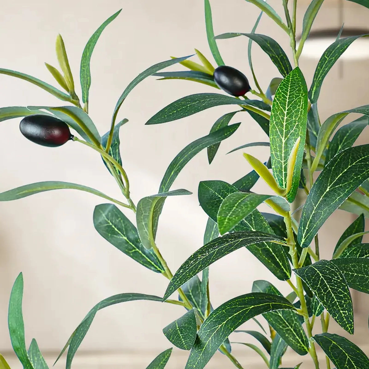 Olive Tree in Black Pot