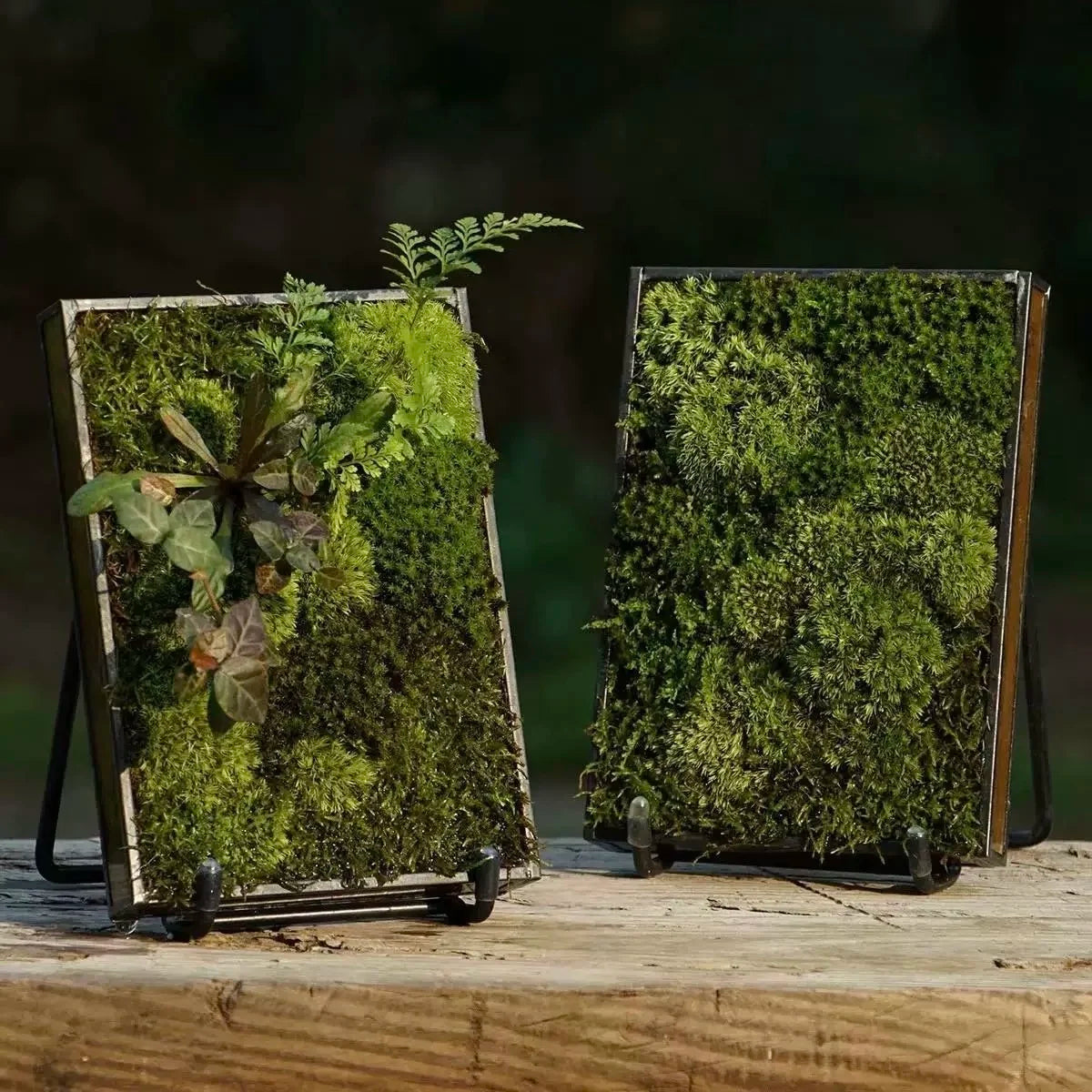 Moss Fern Glass Terrarium