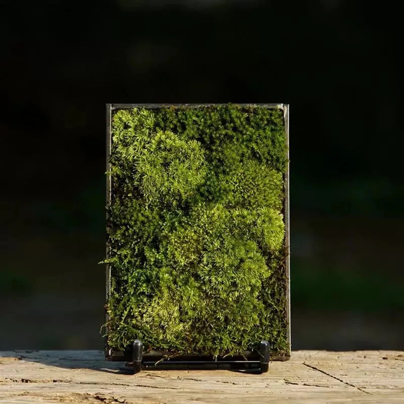 Moss Fern Glass Terrarium