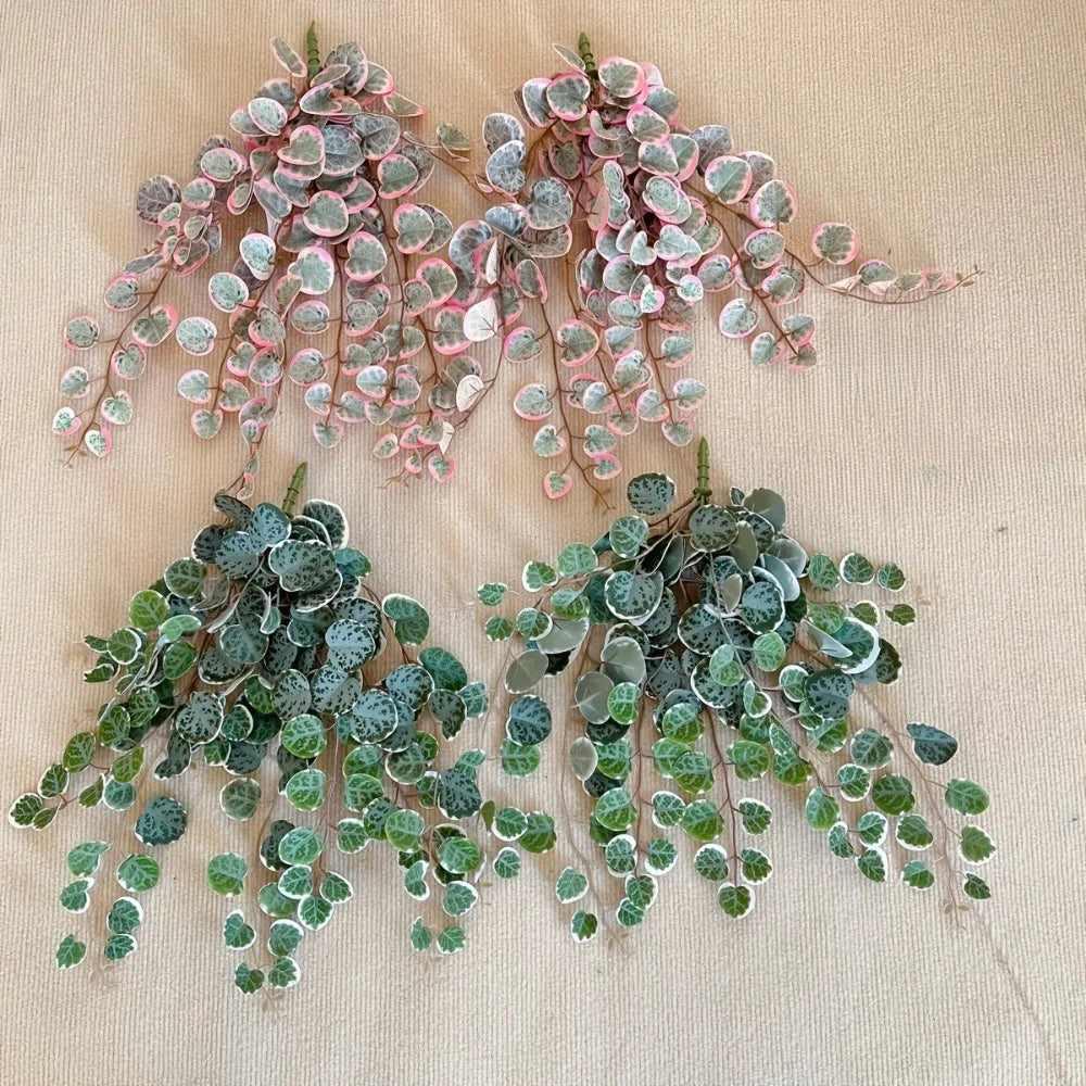 Hanging Eucalyptus Vine