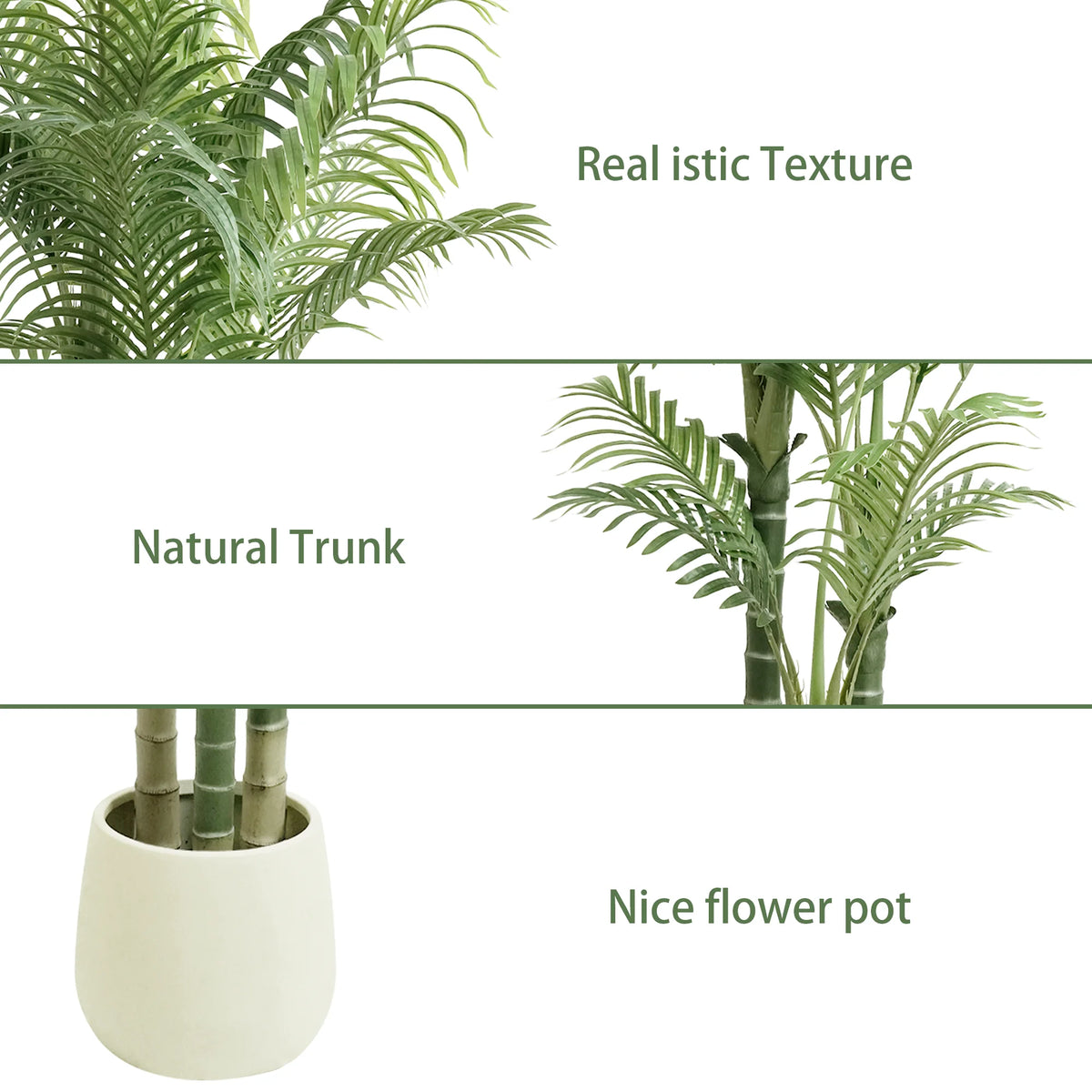 Triple Trunk Areca Palm