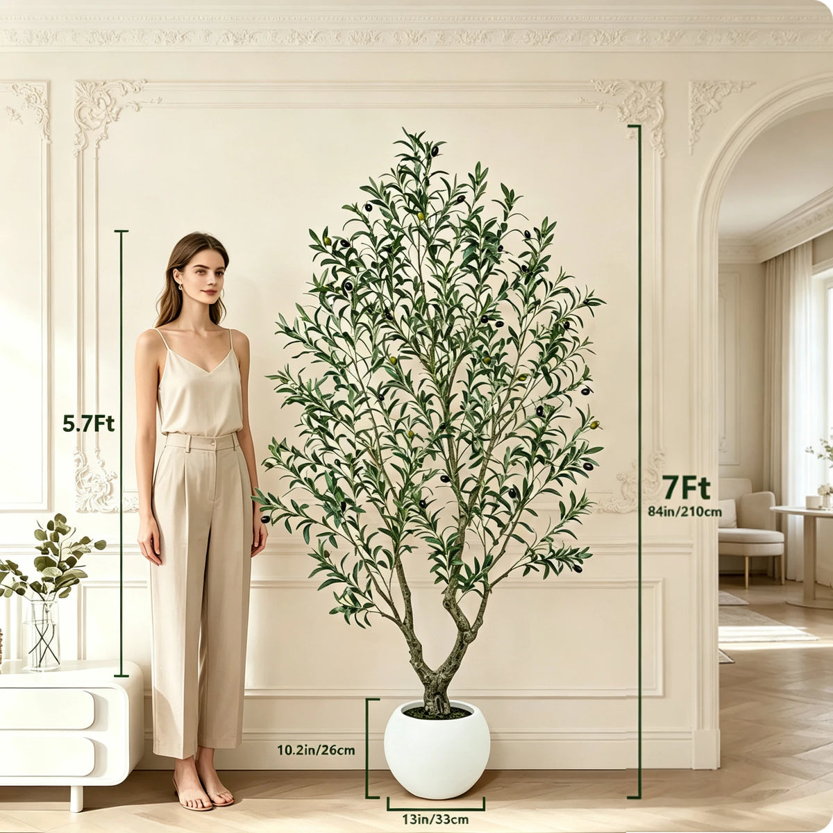 Olive Tree in Planter