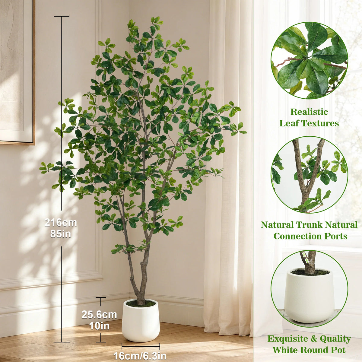 Black Olive Tree in White Pot