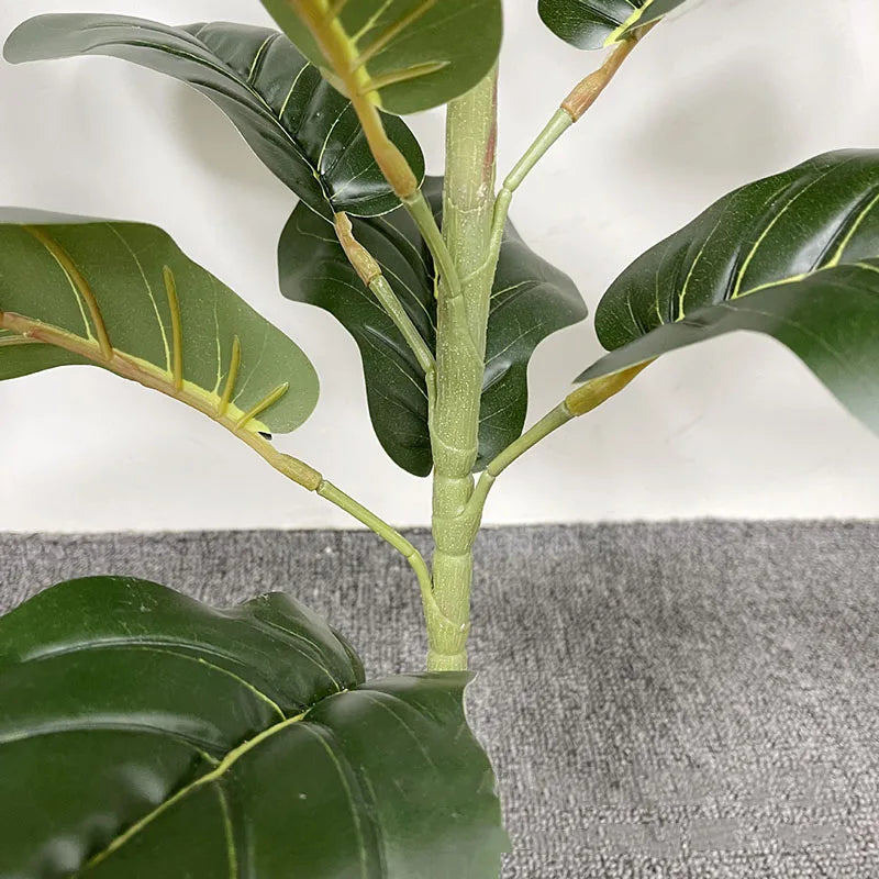 Large Banyan Ficus Tree